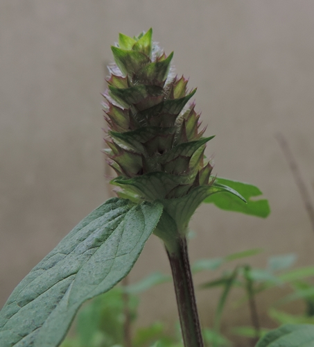 Prunella vulgaris (lamiaceae)